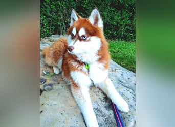 Bildhübscher Pomsky Rüde sucht neues Zuhause