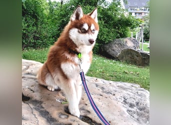 Bildhübscher Pomsky Rüde sucht neues Zuhause