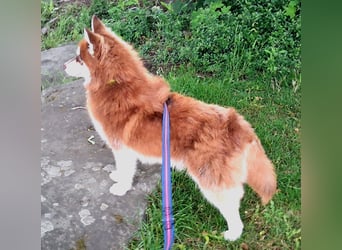 Bildhübscher Pomsky Rüde sucht neues Zuhause