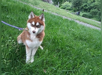 Bildhübscher Pomsky Rüde sucht neues Zuhause