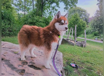 Bildhübscher Pomsky Rüde sucht neues Zuhause