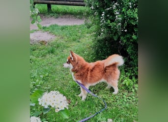 Bildhübscher Pomsky Rüde sucht neues Zuhause