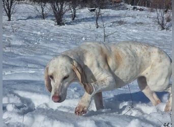 Alice – eine zarte Seele, die endlich ankommen möchte