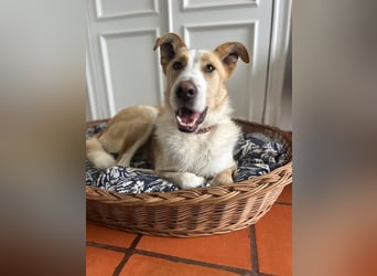 Menschenbezogener Juno wartet in Portugal auf unserem Tierschutzhof