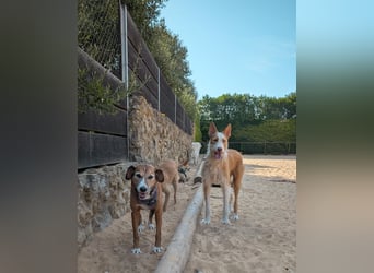 Sanfter Melman wartet auf unserem Tierschutzhof in Portugal!