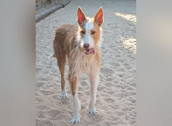 Sanfter Melman wartet auf unserem Tierschutzhof in Portugal!