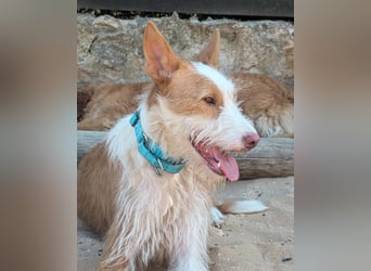 Sanfter Melman wartet auf unserem Tierschutzhof in Portugal!