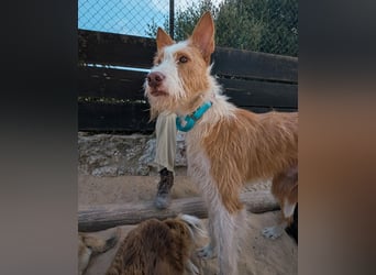 Sanfter Melman wartet auf unserem Tierschutzhof in Portugal!