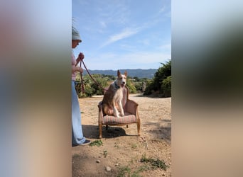 Sanfter Melman wartet auf unserem Tierschutzhof in Portugal!