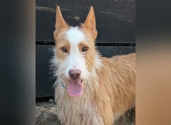 Sanfter Melman wartet auf unserem Tierschutzhof in Portugal!