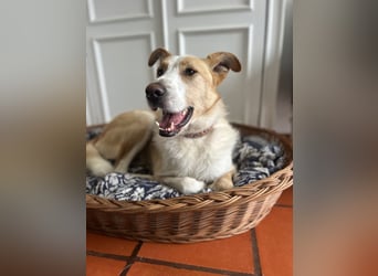 Menschenbezogener Juno wartet in Portugal auf unserem Tierschutzhof