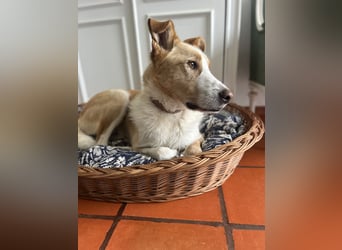 Menschenbezogener Juno wartet in Portugal auf unserem Tierschutzhof