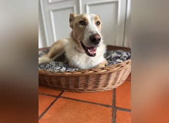 Menschenbezogener Juno wartet in Portugal auf unserem Tierschutzhof