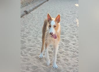 Sanfter Melman wartet auf unserem Tierschutzhof in Portugal!