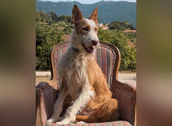 Sanfter Melman wartet auf unserem Tierschutzhof in Portugal!