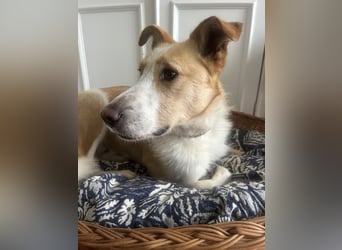 Menschenbezogener Juno wartet in Portugal auf unserem Tierschutzhof