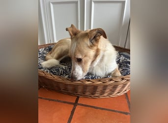 Menschenbezogener Juno wartet in Portugal auf unserem Tierschutzhof