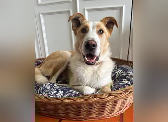 Menschenbezogener Juno wartet in Portugal auf unserem Tierschutzhof