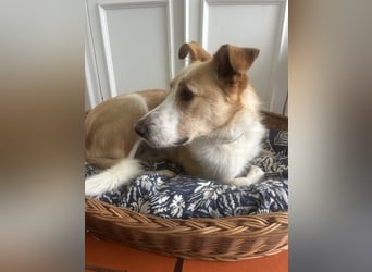 Menschenbezogener Juno wartet in Portugal auf unserem Tierschutzhof