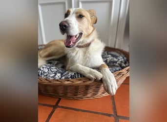 Menschenbezogener Juno wartet in Portugal auf unserem Tierschutzhof