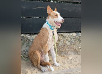 Sanfter Melman wartet auf unserem Tierschutzhof in Portugal!