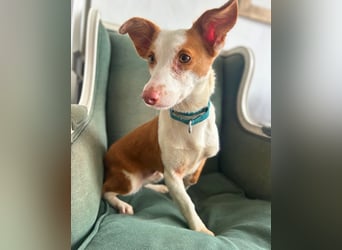 Sanfte Podenga Tilia wartet auf ihr Happy End!