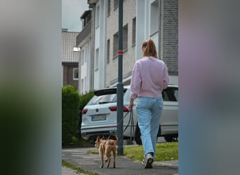 Pflegesenior Jonas wartet in 40668 Meerbusch auf dich!