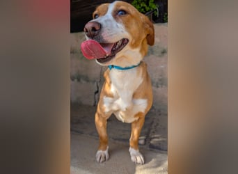 Aufgeschlossene Zari wartet in Portugal auf unserem Tierschutzhof!