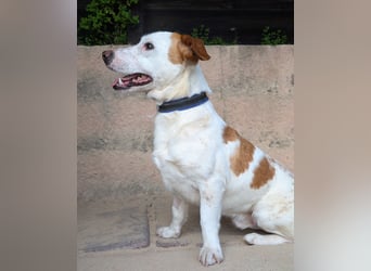 Aufgeschlossener Hugo wartet in Portugal auf unserem Tierschutzhof!