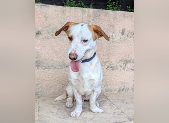 Aufgeschlossener Hugo wartet in Portugal auf unserem Tierschutzhof!