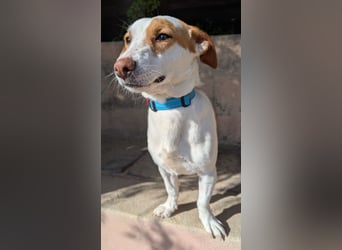 Aufgeschlossener Lucky wartet in Portugal auf unserem Tierschutzhof!