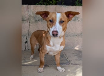 Aufgeschlossene Zari wartet in Portugal auf unserem Tierschutzhof!