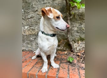Aufgeschlossener Lucky wartet in Portugal auf unserem Tierschutzhof!