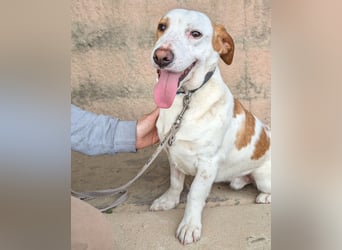 Aufgeschlossener Hugo wartet in Portugal auf unserem Tierschutzhof!