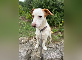 Aufgeschlossener Hugo wartet in Portugal auf unserem Tierschutzhof!