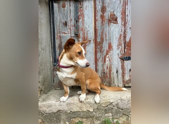 Aufgeschlossene Zari wartet in Portugal auf unserem Tierschutzhof!