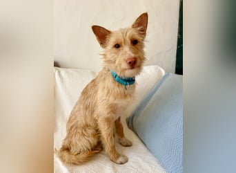 Sanfte Podenga Suki wartet in Portugal auf unserem Tierschutzhof