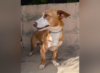 Aufgeschlossene Zari wartet in Portugal auf unserem Tierschutzhof!