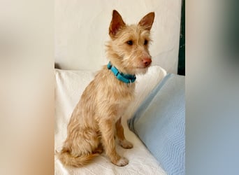 Sanfte Podenga Suki wartet in Portugal auf unserem Tierschutzhof