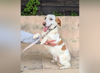 Aufgeschlossener Hugo wartet in Portugal auf unserem Tierschutzhof!