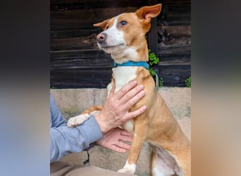 Aufgeschlossene Zari wartet in Portugal auf unserem Tierschutzhof!