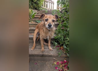 Rüstiger Jonas wartet in Portugal auf unserem Tierschutzhof!