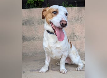 Aufgeschlossener Hugo wartet in Portugal auf unserem Tierschutzhof!