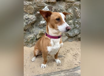 Aufgeschlossene Zari wartet in Portugal auf unserem Tierschutzhof!