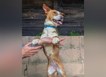 Aufgeschlossene Zari wartet in Portugal auf unserem Tierschutzhof!