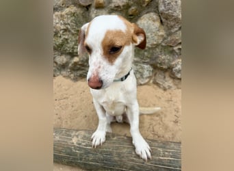 Aufgeschlossener Lucky wartet in Portugal auf unserem Tierschutzhof!
