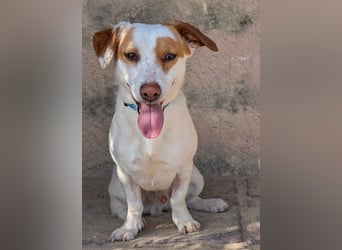 Aufgeschlossener Lucky wartet in Portugal auf unserem Tierschutzhof!