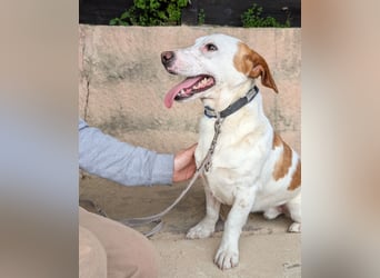 Aufgeschlossener Hugo wartet in Portugal auf unserem Tierschutzhof!