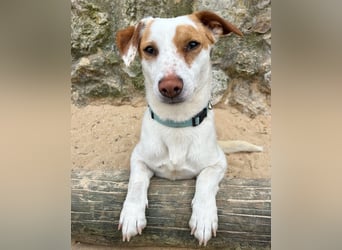 Aufgeschlossener Lucky wartet in Portugal auf unserem Tierschutzhof!