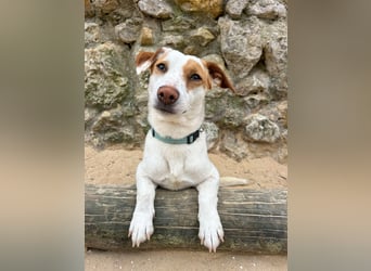 Aufgeschlossener Lucky wartet in Portugal auf unserem Tierschutzhof!